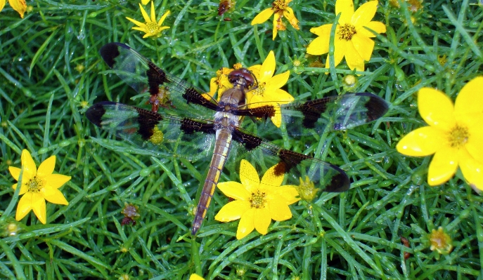 Nature outdoor wing plant Photo