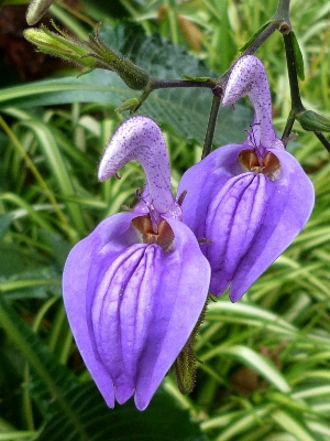 Foto Natura pianta fiore botanica
