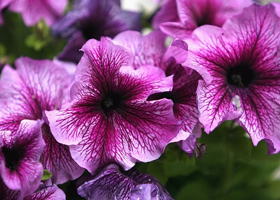 花 植物 紫 花弁 写真