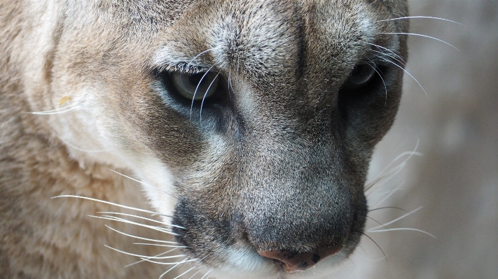 Photo Nature montagne animal en regardant