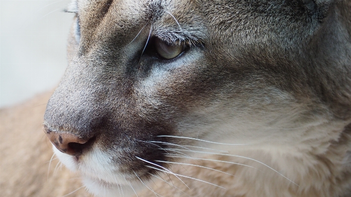 Foto Natura montagna animale guardare