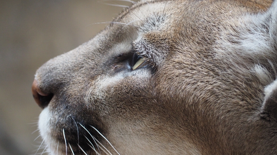 Nature montagne animal en regardant