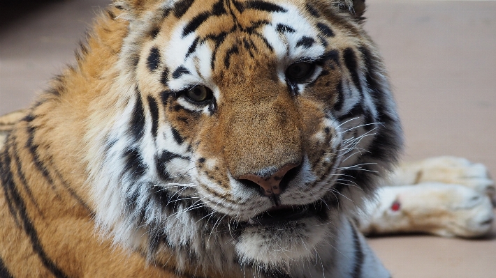 Photo Animal en regardant faune sauvage