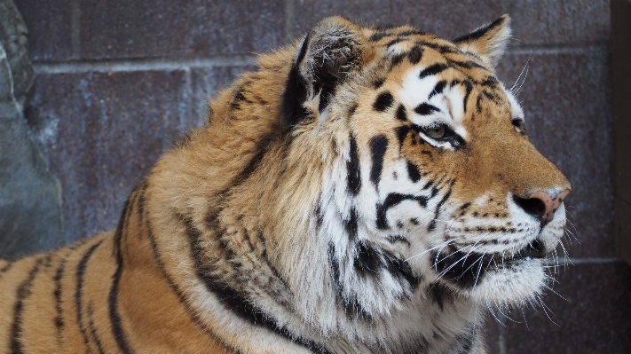 Photo Animal en regardant faune sauvage