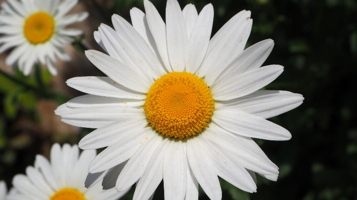 Nature outdoor plant white Photo