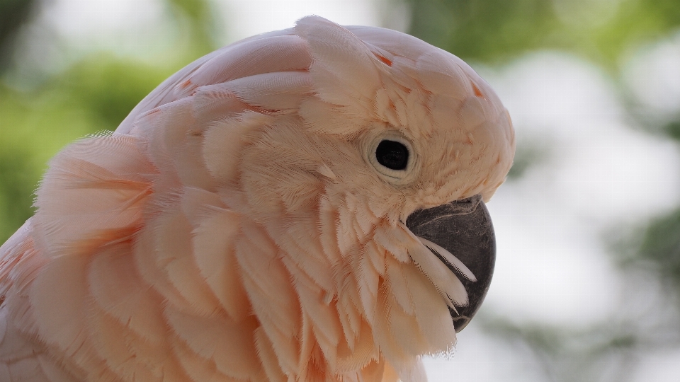 Pássaro asa branco animais selvagens