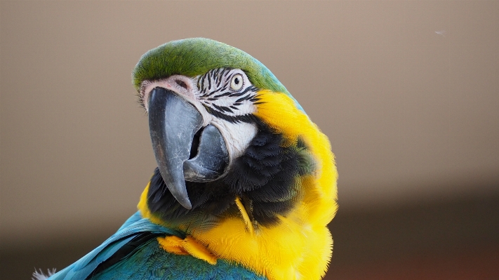 自然 アウトドア 鳥 羽 写真