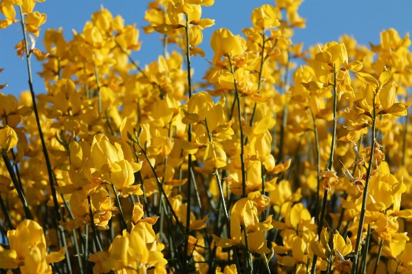 Landscape blossom plant field Photo