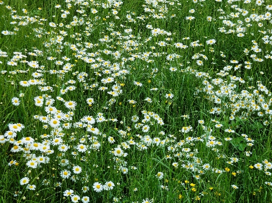 Grass plant white field Photo