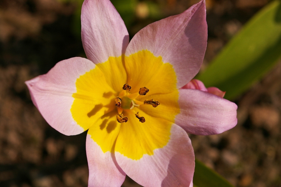 Natura fiore aprire pianta