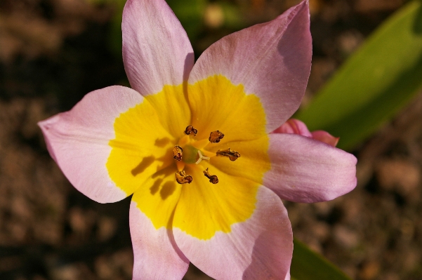 Nature blossom open plant Photo