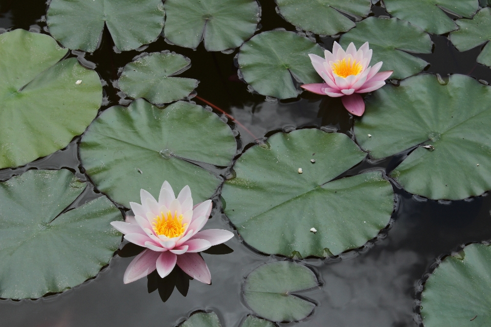 水 自然 植物 叶子