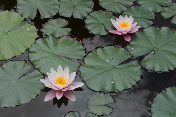 Foto Agua naturaleza planta hoja