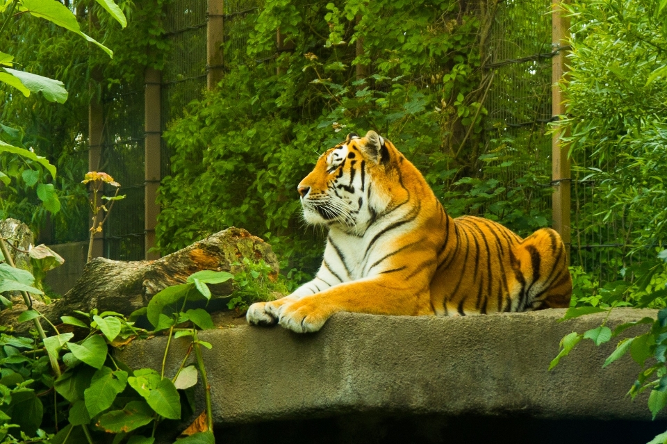 Erholung tierwelt zoo dschungel