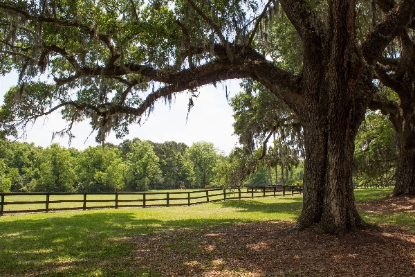 Landscape tree nature forest Photo