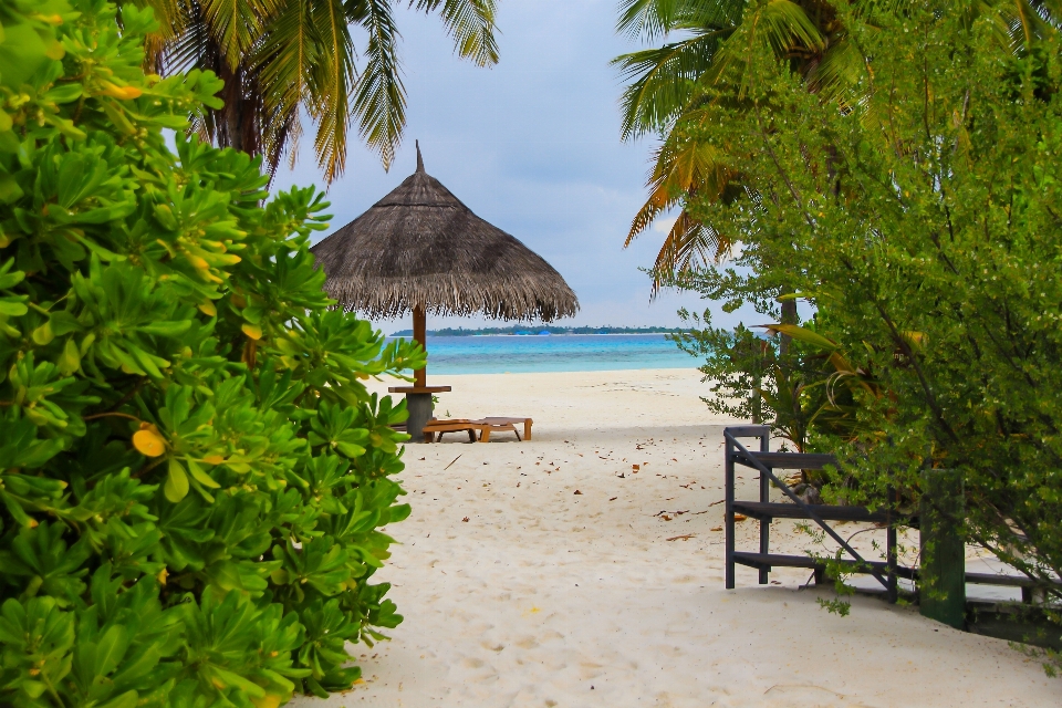 Strand meer baum wasser