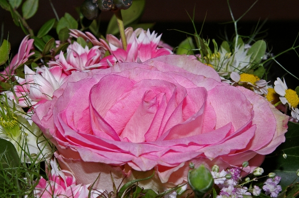 Blossom plant flower petal Photo