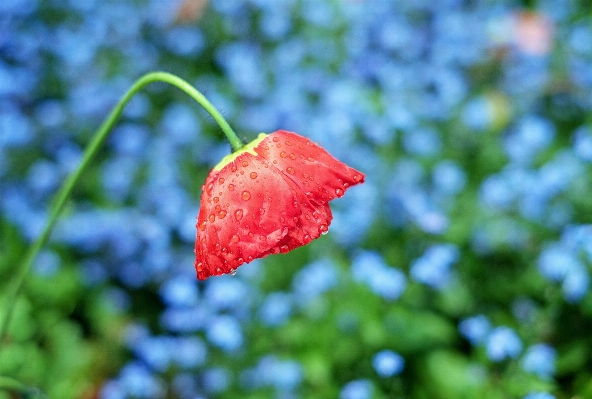 Tree nature blossom plant Photo