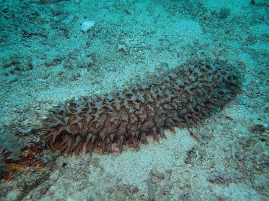 Sea diving underwater biology Photo