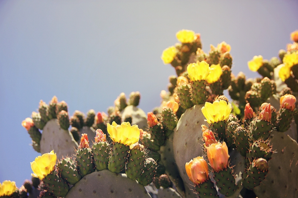 épineux
 cactus
 usine fruit