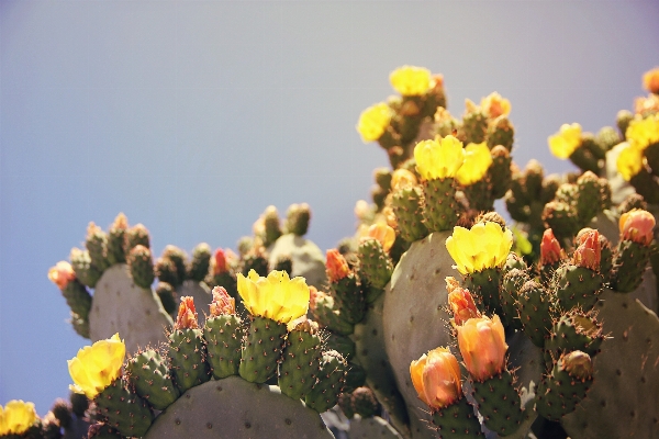 Foto Espinhoso
 cacto
 plantar fruta