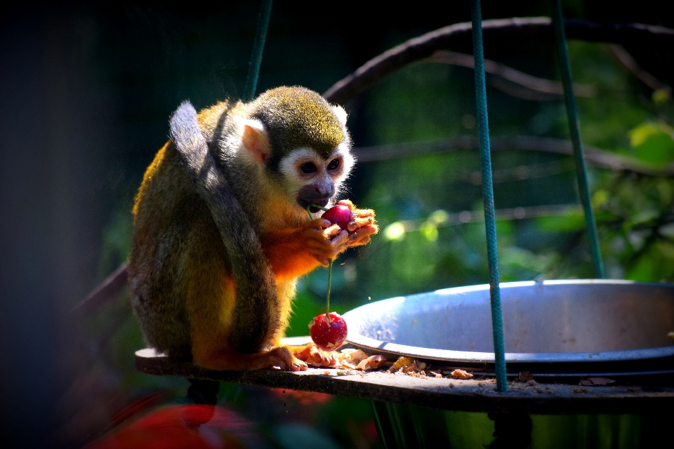 Zoo food color monkey