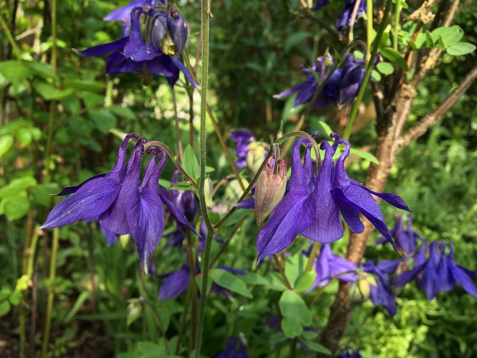 Nature plant flower purple