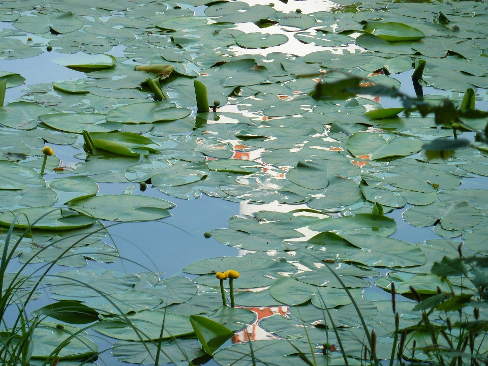 水 自然 沼泽 鸟