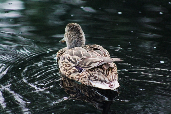 水 自然 鳥 羽 写真