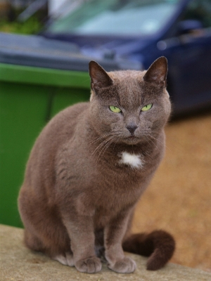 Foto Carino guardare animale domestico ritratto