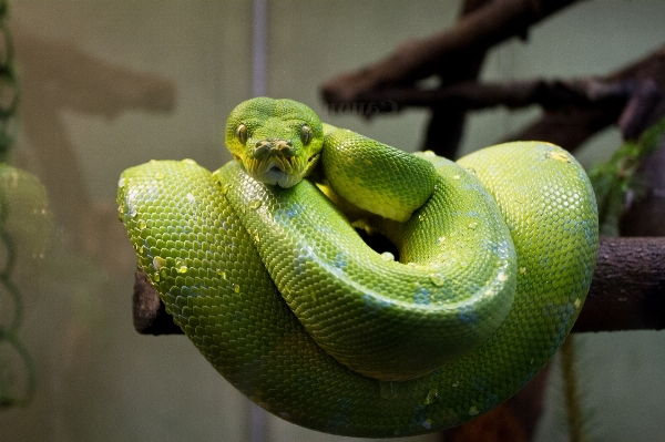 Natur tierwelt porträt grün Foto