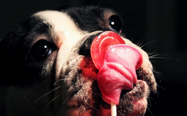 Foto Doce filhote de cachorro bonitinho