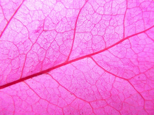 Branch structure plant texture Photo