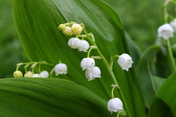 自然 花 植物 甘い 写真