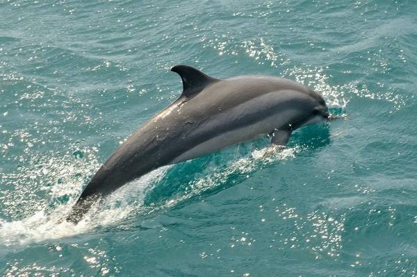 Sea summer biology holiday Photo