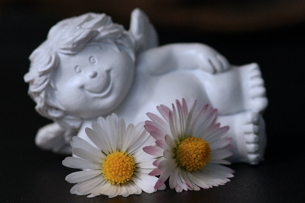 Blossom white flower petal Photo