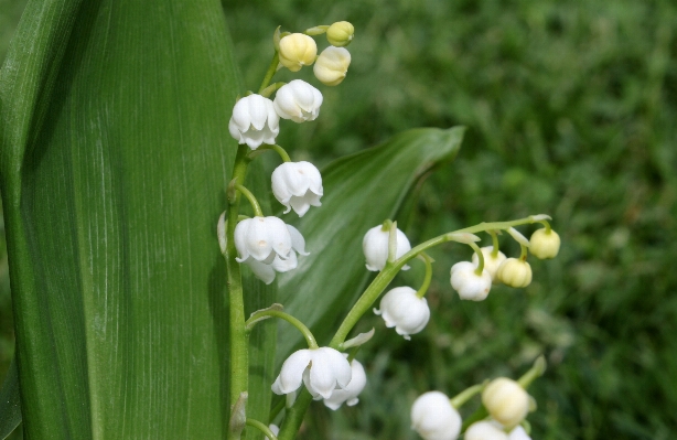 自然 花 植物 甘い 写真