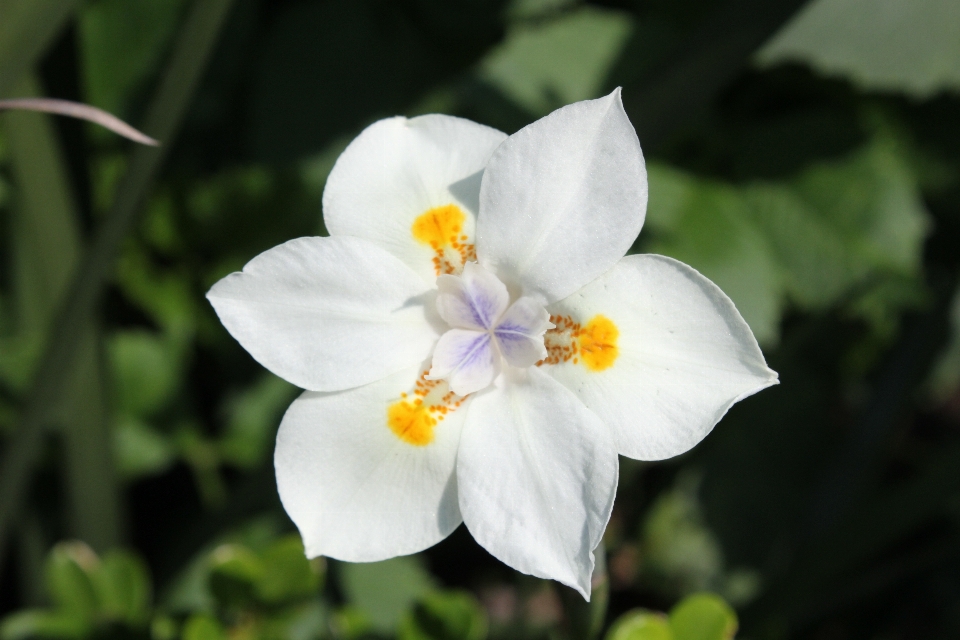 Natura fiore pianta bianco