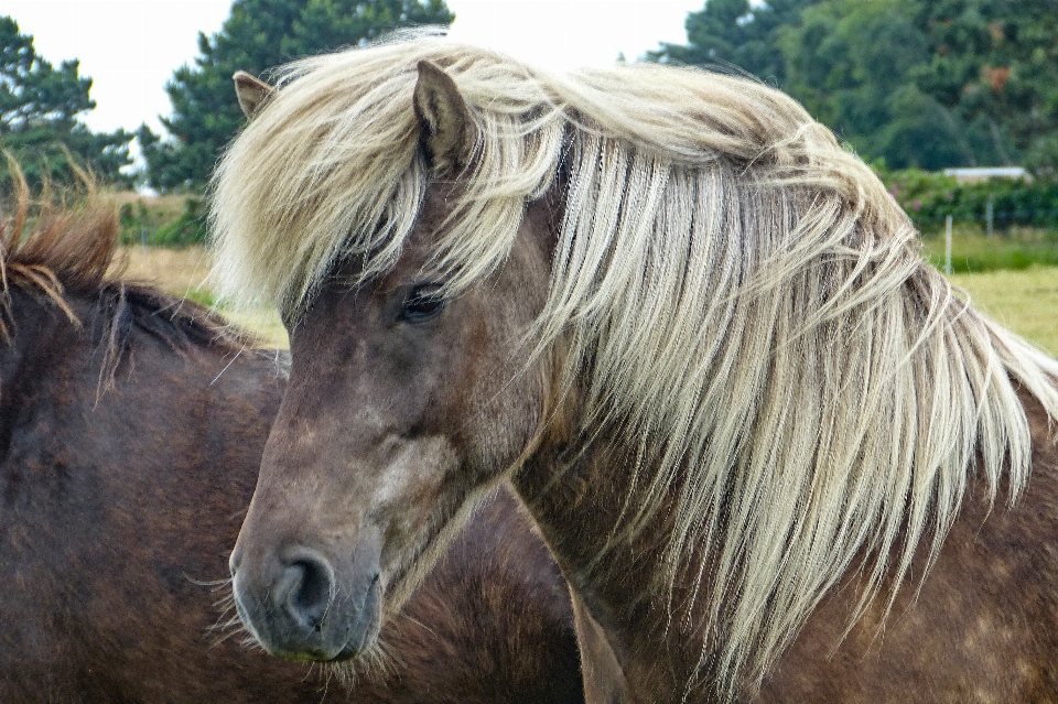 Pâturage
 cheval mammifère étalon