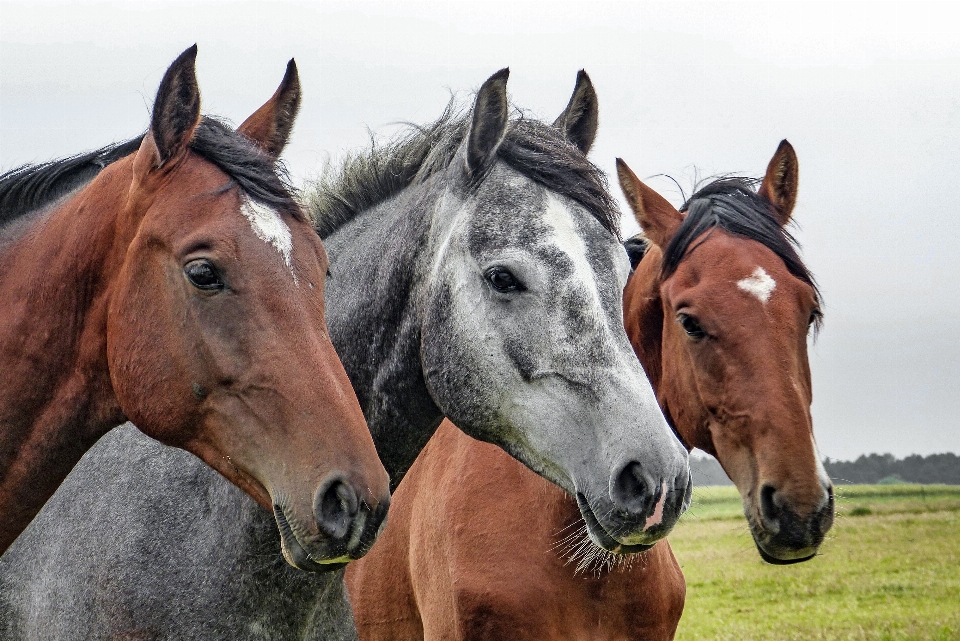 Pasture horse mammal stallion