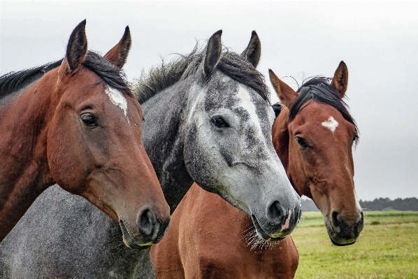 Pasture horse mammal stallion Photo