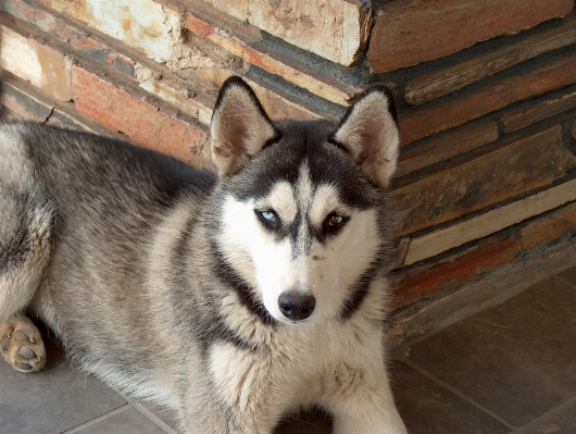 Foto Anjing satwa anjing
 peliharaan