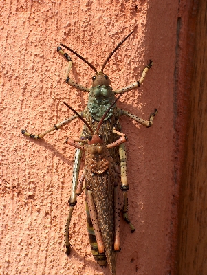 Jump antenna insect macro Photo