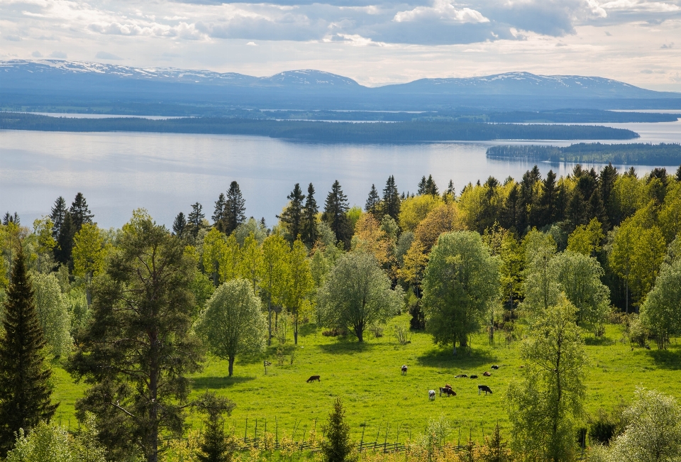 Paesaggio albero acqua natura