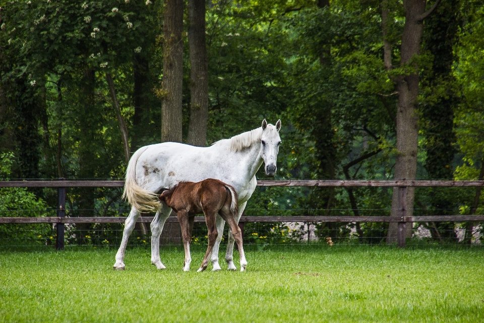 Grama campo fazenda prado
