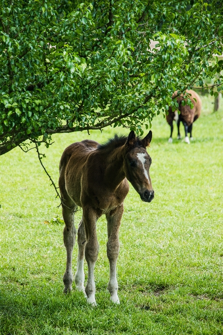 Gras wiese
 weide
 weiden
