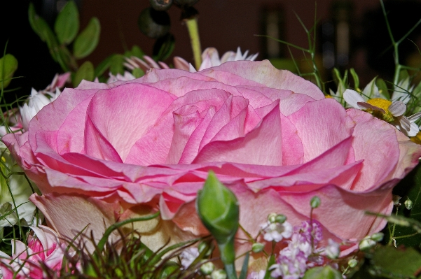 Blossom plant flower petal Photo