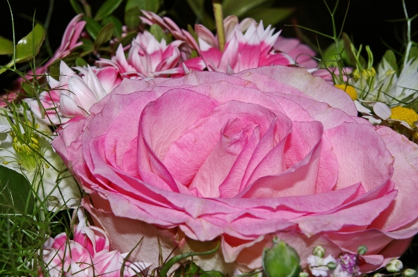 Blossom plant flower petal Photo