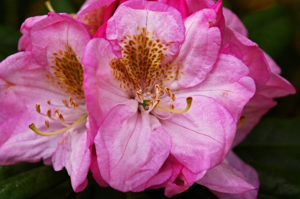 Landscape nature blossom plant Photo