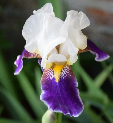 Natur blüte anlage blume Foto